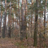 Dzialka  na sprzedaż Dąbrowa Tarnowska (gw), Gruszów Wielki, 44700.00m², oferta LOK-GS-1467