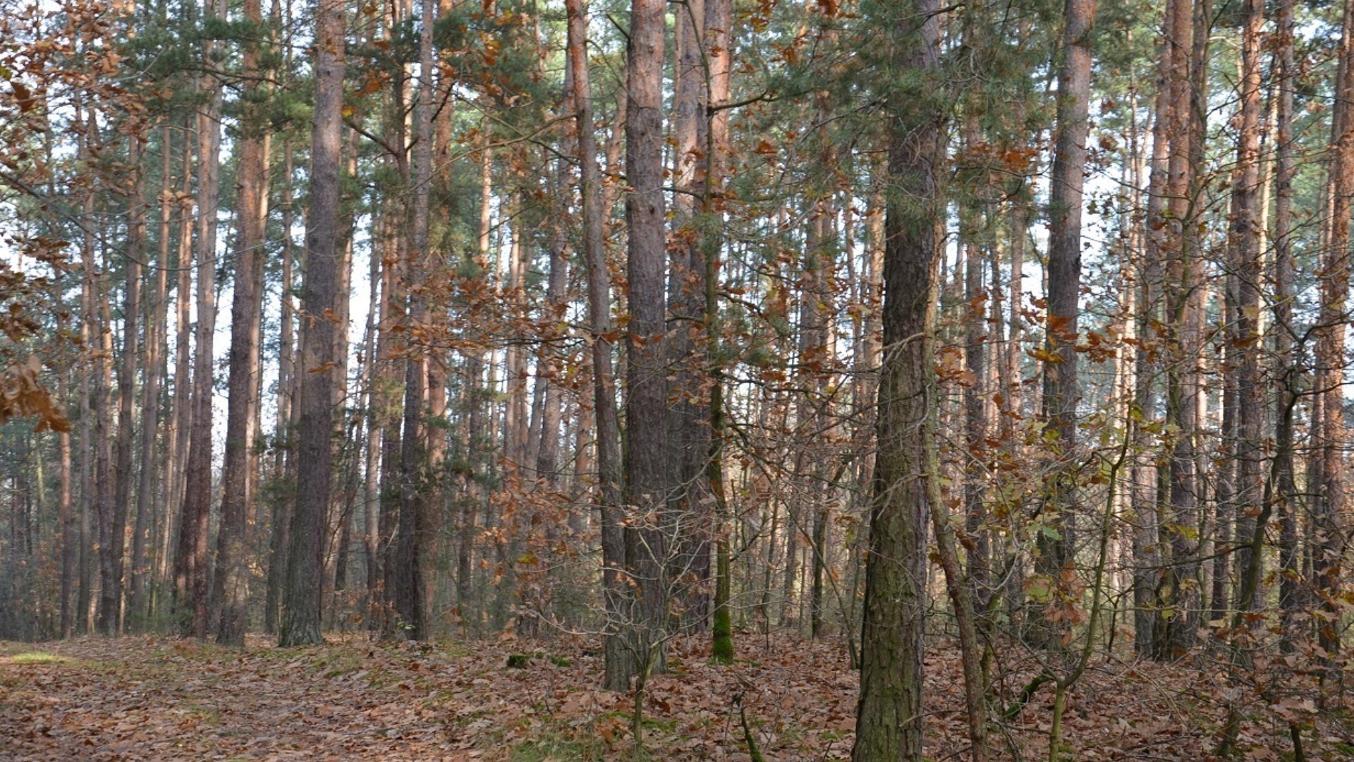 Dzialka  na sprzedaż Dąbrowa Tarnowska (gw), Gruszów Wielki, 44700.00m², oferta LOK-GS-1467