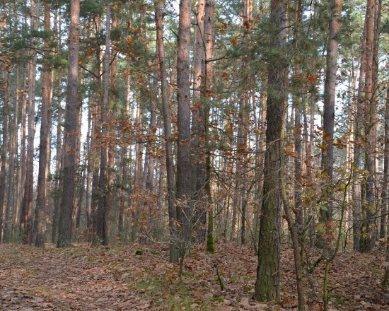 Dzialka  na sprzedaż Dąbrowa Tarnowska (gw), Gruszów Wielki, 44700.00m², oferta LOK-GS-1467