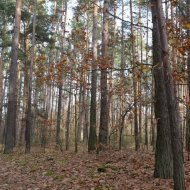 Dzialka  na sprzedaż Dąbrowa Tarnowska (gw), Gruszów Wielki, 44700.00m², oferta LOK-GS-1467
