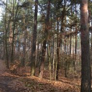 Dzialka  na sprzedaż Dąbrowa Tarnowska (gw), Gruszów Wielki, 44700.00m², oferta LOK-GS-1467