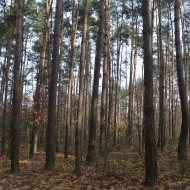 Dzialka  na sprzedaż Dąbrowa Tarnowska (gw), Gruszów Wielki, 44700.00m², oferta LOK-GS-1467