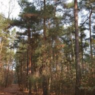 Dzialka  na sprzedaż Dąbrowa Tarnowska (gw), Gruszów Wielki, 44700.00m², oferta LOK-GS-1467