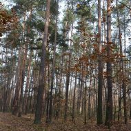 Dzialka  na sprzedaż Dąbrowa Tarnowska (gw), Gruszów Wielki, 44700.00m², oferta LOK-GS-1467