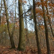 Dzialka  na sprzedaż Dąbrowa Tarnowska (gw), Gruszów Wielki, 44700.00m², oferta LOK-GS-1467