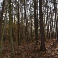 Dzialka  na sprzedaż Dąbrowa Tarnowska (gw), Gruszów Wielki, 44700.00m², oferta LOK-GS-1467