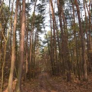 Dzialka  na sprzedaż Dąbrowa Tarnowska (gw), Gruszów Wielki, 44700.00m², oferta LOK-GS-1467