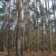 Dzialka  na sprzedaż Dąbrowa Tarnowska (gw), Gruszów Wielki, 44700.00m², oferta LOK-GS-1467