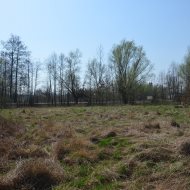 Dzialka  na sprzedaż Szczucin (gw), Borki, 4300.00m², oferta LOK-GS-1724